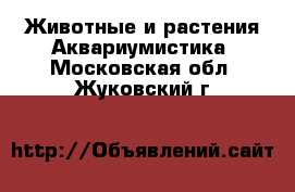 Животные и растения Аквариумистика. Московская обл.,Жуковский г.